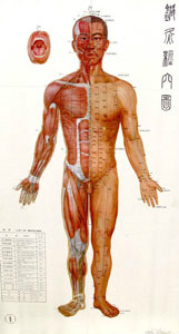 Red Dragon Acupuncture, Human Body Diagram, Front View