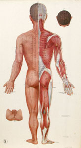 Red Dragon Acupuncture, Human Body Diagram