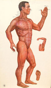 Red Dragon Acupuncture, Active Human Body DiagramPicture
